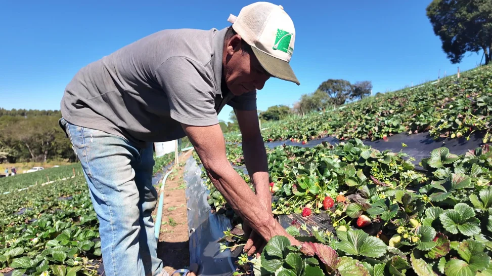 Oportunidade para o campo: venda sua produção rural a órgãos públicos de São Paulo pelo PPAIS