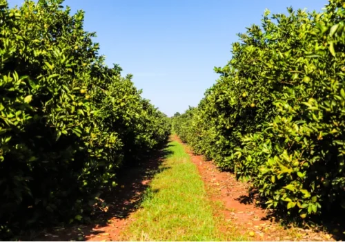 Portaria classifica municípios paulistas de acordo com incidência de Greening, doença que ameaça a citricultura